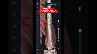 機能解剖学 勉強法 神経 橈骨神経 teamLab Body Pro アプリを使用しています。 [upl. by Alrahc]