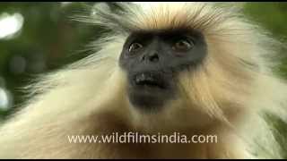 Golden langur Trachypithecus geei in Assam [upl. by Nylra602]