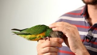 How to Pet a Parrot  Parrot Training [upl. by Ettenot]