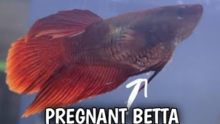 How to know female betta fish is ready to breed  Pregnant betta fish [upl. by Ezequiel]