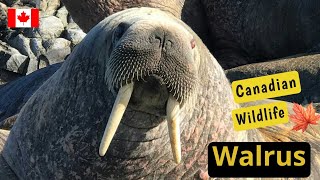 The Walrus Massive Giants of the Canadian Arctic [upl. by Nelav]