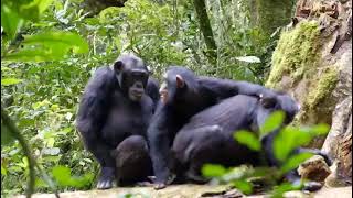 Chimpanzee mating [upl. by Juditha]