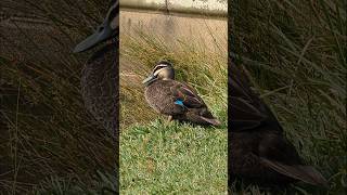 Birdlife  Centennial Park  Sydney  Australia [upl. by Ayhdnas]