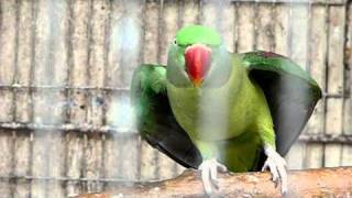 オオホンセイインコ 学名 Psittacula eupatria 英名 Alexandrine Parrakeet [upl. by Llehcnom]