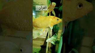 Quranic translation  Beautiful Acquarium Naja Shark Que FishesBlue line Shark RAWWFishing [upl. by Ettennod]