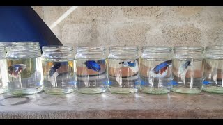 Betta Fish Bottle  Srilankan 🇱🇰 worldoffish769 [upl. by Edette]