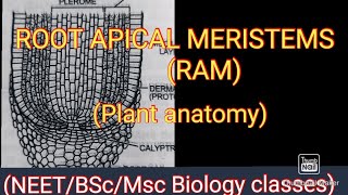 ROOT APICAL MERISTEM RAM  PLANT ANATOMY [upl. by Enidanreb]