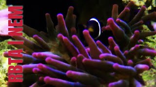 BUBBLE TIP ANEMONE CARE GUIDE FOR BEGINNER  WHAT YOU NEED TO KNOW BEFORE BUYING [upl. by Aneeras]