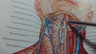 1ST YEAR MBBS ANATOMY submetal triangle [upl. by Llevram]