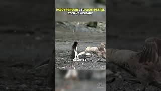 Daddy Penguin vs 2 Giant Petrels to Save His Baby [upl. by Alit]