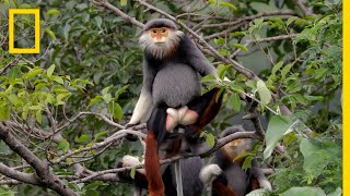 This Endangered Monkey is One of the World’s Most Colorful Primates  Short Film Showcase [upl. by Islehc]