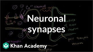 Neuronal synapses chemical  Human anatomy and physiology  Health amp Medicine  Khan Academy [upl. by Jelks230]