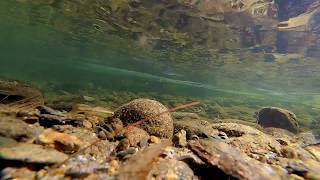 Emery Creek from the Fishs View [upl. by Antonella169]