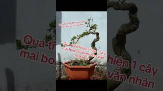 Bonsai maivangbonsai maivang bonsaitree bonsaiindonesia vietnam [upl. by Debee934]