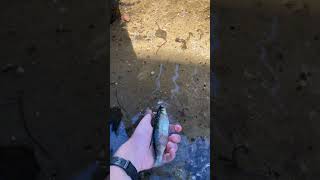 Golden Shiner Release fishing [upl. by Schoenberg282]