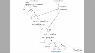 🔴 LEXPLICATION LA PLUS CLAIRE  CASCADE COAGULATION   DR ASTUCE [upl. by Deedahs523]