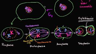 Mitosis Splitting Up is Complicated  Crash Course Biology 12 [upl. by Annasus]