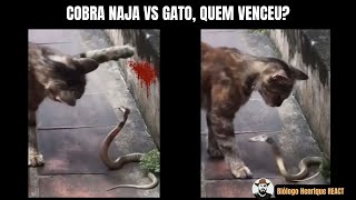 Cobra Naja vs Gato quem venceu [upl. by Collayer]