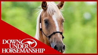 Clinton Anderson Training a Rescue Horse Part 2  Downunder Horsemanship [upl. by Gordon]