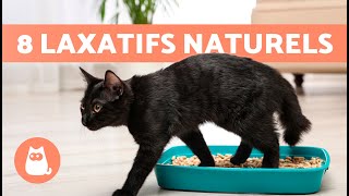 8 REMÈDES MAISON contre la CONSTIPATION chez les CHATS 🐱🐾 Que donner à un chat constipé [upl. by Nibroc]