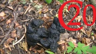 How to ID Black Bear Scat [upl. by Hashum]