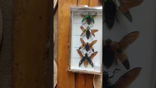 Preserved insects shop in Goa  Hidden gem in Goa goa hiddengem travel [upl. by Bluhm961]