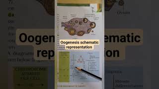 oogenesis schematic representation neet education shorts biology medical youtubeshorts [upl. by Gnuhc]