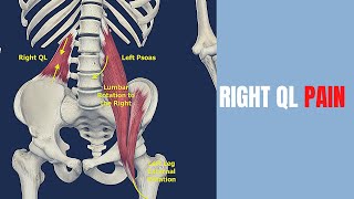 Quadratus Lumborum and Left Psoas Stretches for Pelvic Tilts [upl. by Oram152]