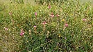 The Marvelous World of Sainfoin A Deep Dive into a Nutritious and Beautiful Legume [upl. by Welby194]