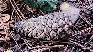 Pine Cones [upl. by Esnahc]