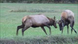 Elk Sparring in Cherokee during Rut [upl. by Adnamra]