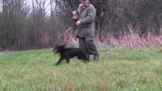 Cocker spaniel gundog training [upl. by Sarette881]