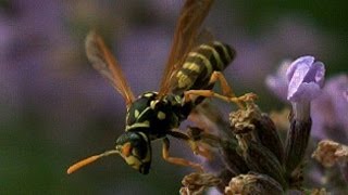 Wasp flight in slow motion UltraSlo slow motion [upl. by Enniroc518]