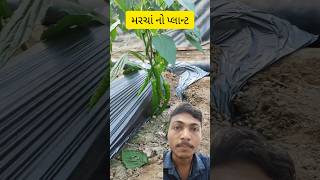 મરચાં નો પ્લાન્ટ marcha mirchi plants plant farmer farming farm video shorts [upl. by Bigford897]