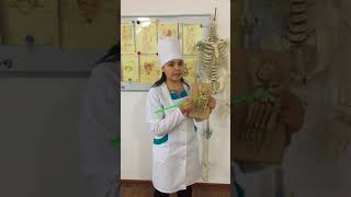 Анатомия Остеология Аяқ ұшы сүйектері Tarsus Metatarsus Phalanges digitorum pedis [upl. by Yraccaz]