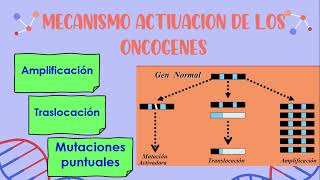 ONCOGENES Y GENES SUPRESORES DEL CANCER [upl. by Beatrisa34]