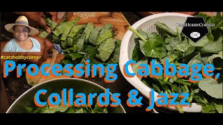 Processing Cabbage amp Collards amp Jazz  catshobbycorner [upl. by Bellis735]