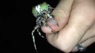 Giant Lichen Orbweaver Araneus bicentenarius [upl. by Atinra]