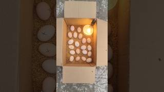 How to make incubator Chicken in home real box DIY [upl. by Hesta441]