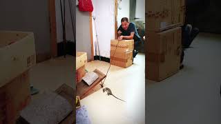 I made this mousetrap to catch it and am waiting for it to come [upl. by Rooney]