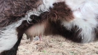 Calm before the storm Calving season has begun in Ernest outwintering cattle in Ireland [upl. by Lynne414]