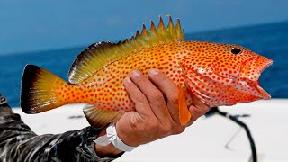 Giant Strawberry Groupers Triggerfish Yellowjacks and More [upl. by Stoops]