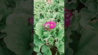 Raju nursery primula flower plant indoor flower plants potted plant short video shorts shorts [upl. by Seltzer]