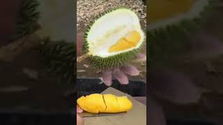 BELAH DUREN [upl. by Jephum]