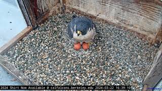 Cal Falcons Annie lays egg 4 🥚🥚🥚🥚 Immediately falls asleep 😴 2024 Mar 22 [upl. by Malachi]