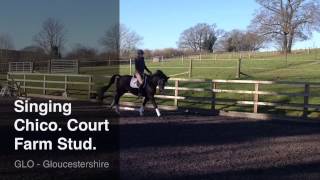 Singing Chico black Trakehner gelding 5 years [upl. by Art490]