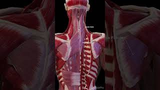 3d anatomy of the fasciae of the back anatomy meded 3dmodel [upl. by Farrow]