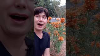 Lions tail plant  Leonotis leonurus 🙃🌿 gardening [upl. by Eric]