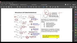 L79 CATECHOLAMINES [upl. by Kial]