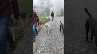 Wir gehen ohne Leine an einem Hofhund vorbei lebenmithund offleash hundeblog [upl. by Nivram]